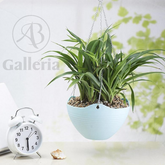 Hanging Plastic Pot